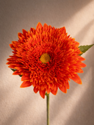 Helianthus-Oranje/Rood