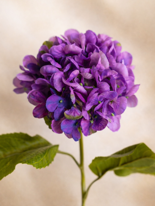 Zijden bloem - Hydrangea Sweet Purple