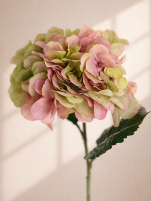 Zijden bloem - Hydrangea Groen / Roze