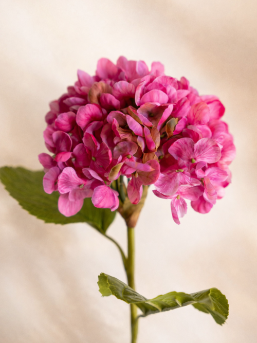 Zijden bloem - Hydrangea Sweet Pink