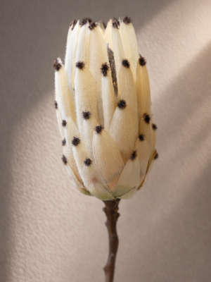 Zijden bloem - Protea Dalmatiër