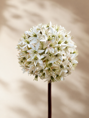 Zijden bloem - Allium Ster Wit