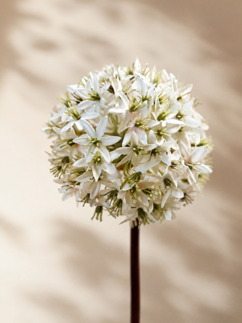 Zijden bloem - Allium Ster Wit