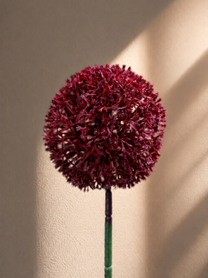 Zijden bloem - Allium Wijnrood