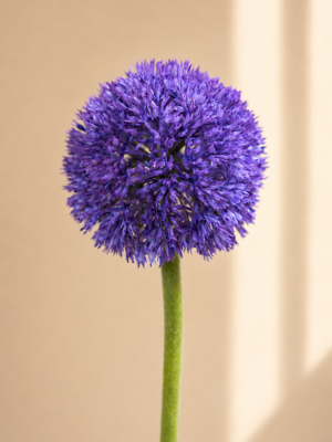 Zijden bloem - Allium Paars
