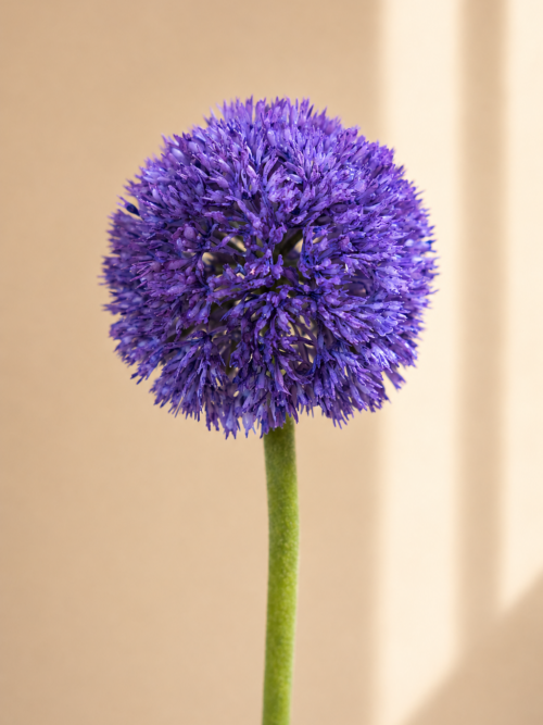 Zijden bloem - Allium Paars