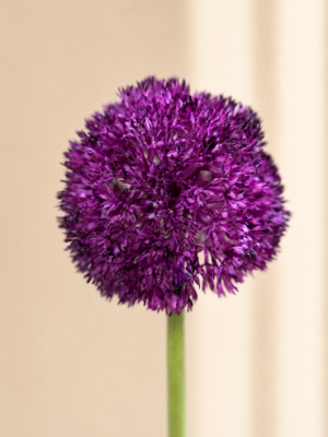 Zijden bloem - Allium Roze