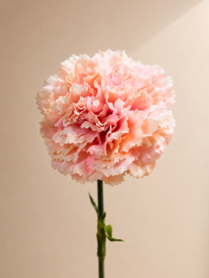 Zijden bloem - Dianthus Anjer Lichtroze