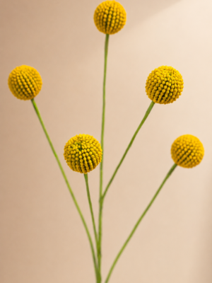Zijden bloem - Craspedia Yellow