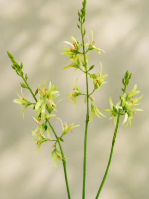 Zijden bloem - Crocosmia Felgroen