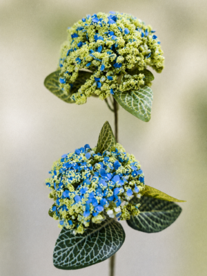 Zijden bloem - Viburnum Blauw/Groen