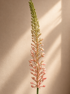 Zijden bloem - Eremerus Pink Small