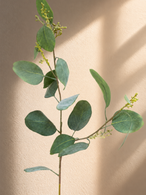 Zijden bloem - Eucalyptus Bes