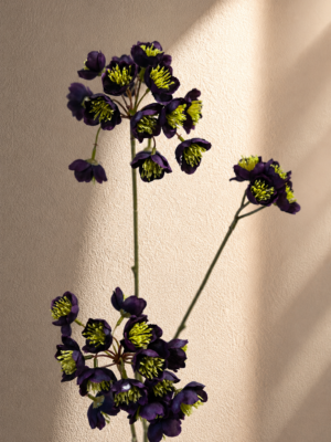 Zijden bloem - Helleborus Donkerpaars Silk-ka