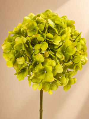 Zijden bloem - Hydrangea Mosgroen Silk-ka