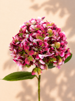 Zijden bloem - Hydrangea Donkerroze / groen