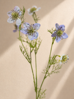 Zijden bloem - Nigella Lila