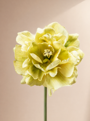 Zijden bloem - Tulp Lichtgroen Silk-ka