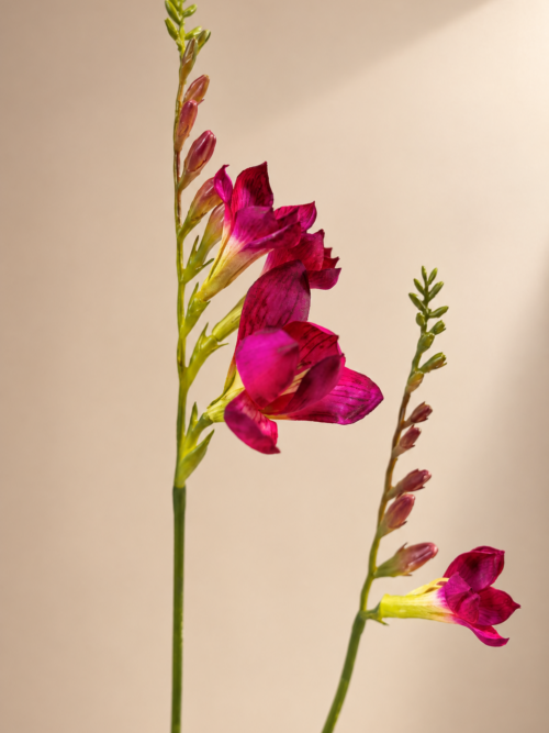Zijden bloem - Freesia Rood