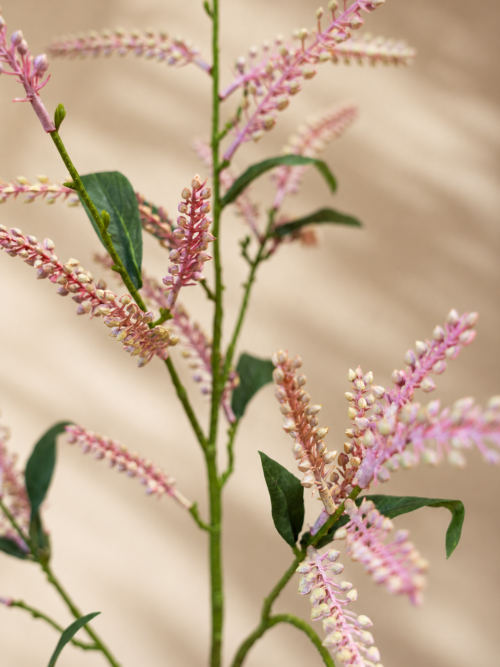 Zijden bloem - Japonica Pieris