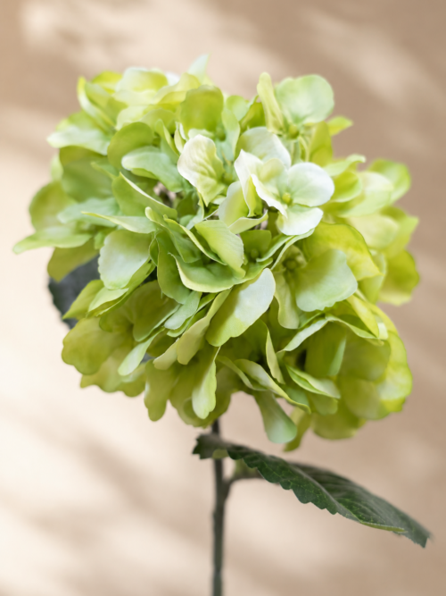Zijden bloem - Hydrangea Felgroen