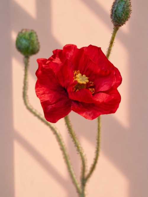 Zijden bloem - Klaproos Rood