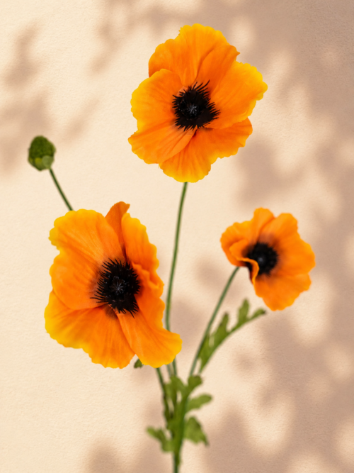 Zijden bloem - Poppy Spray Orange